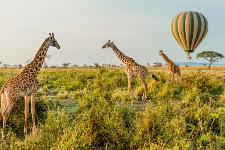 10 Days Tanzania Deluxe Safari