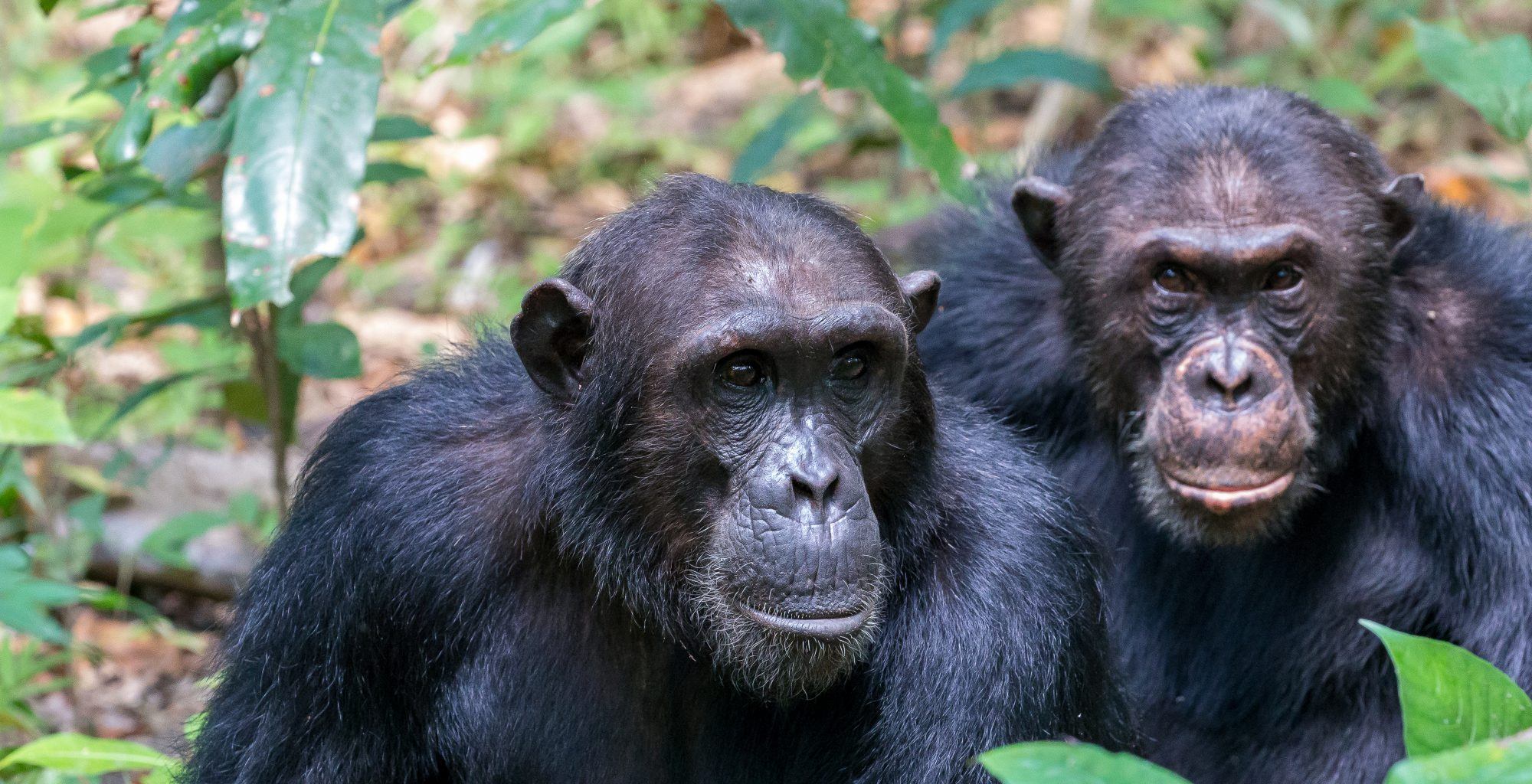 5 days.Chimpanzee Safari in Mahale & Gombe