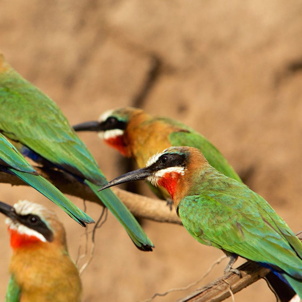 Bird-Watching-Tanzania-Safari