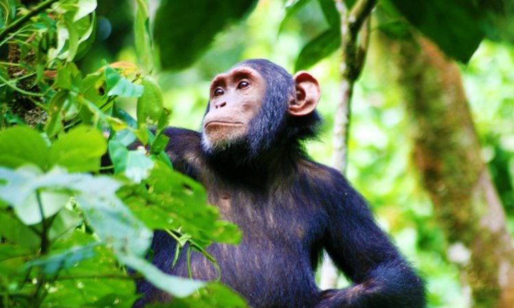 5 days.Chimpanzee Safari in Mahale & Gombe