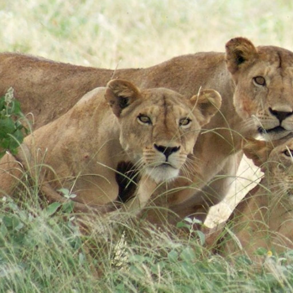 Lion-tracking-in-Queen-Elizabeth-national-park