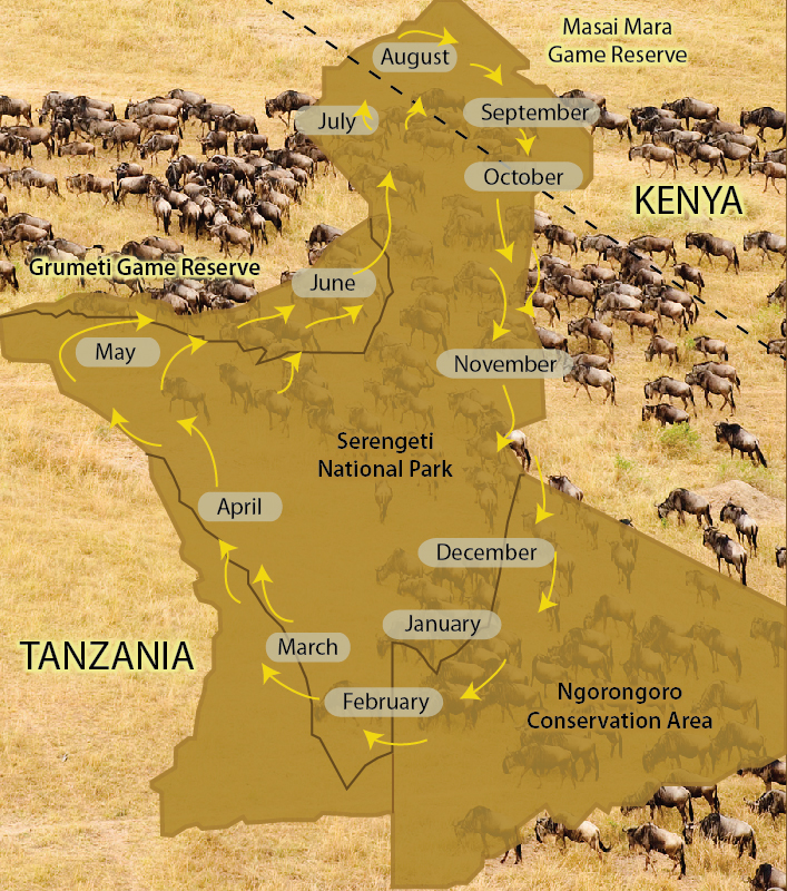 12 Days Great Serengeti Wildebeest Migration safari by Big Life