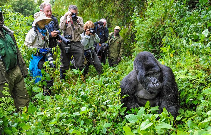  Day 4: Bwindi Gorilla Trekking 	