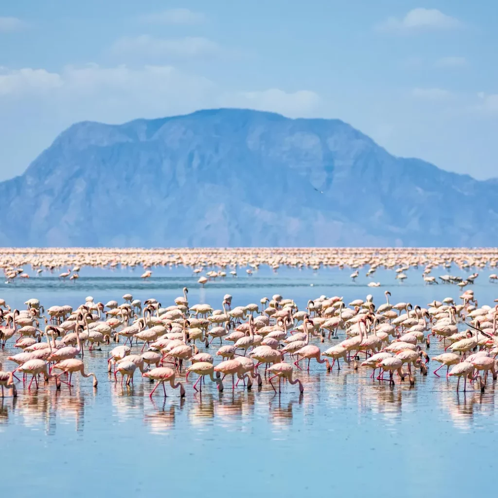 lake-natron-flamingos-mountain