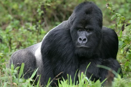 14 Day | Private Tanzania Safari and Gorilla Trekking in Rwanda