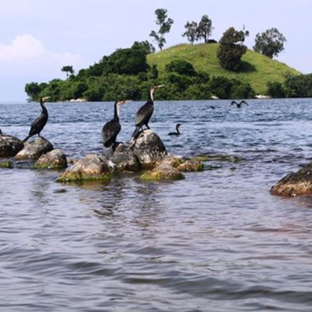 rwanda-lake-kivu-birds