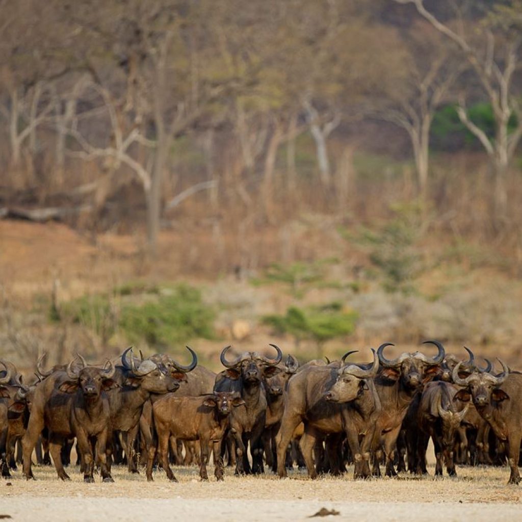 selous-herd-of-buffalo-rr