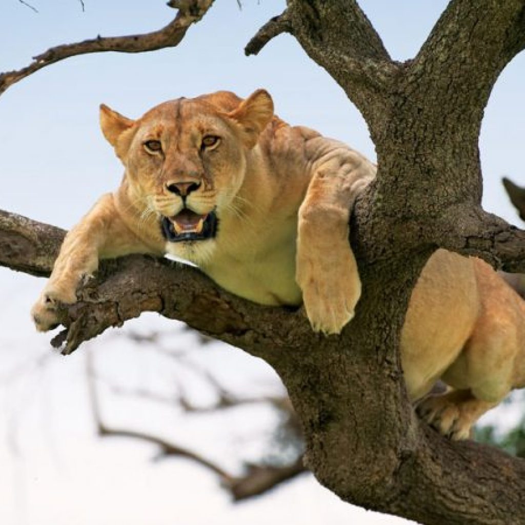 tree-climbing-lion
