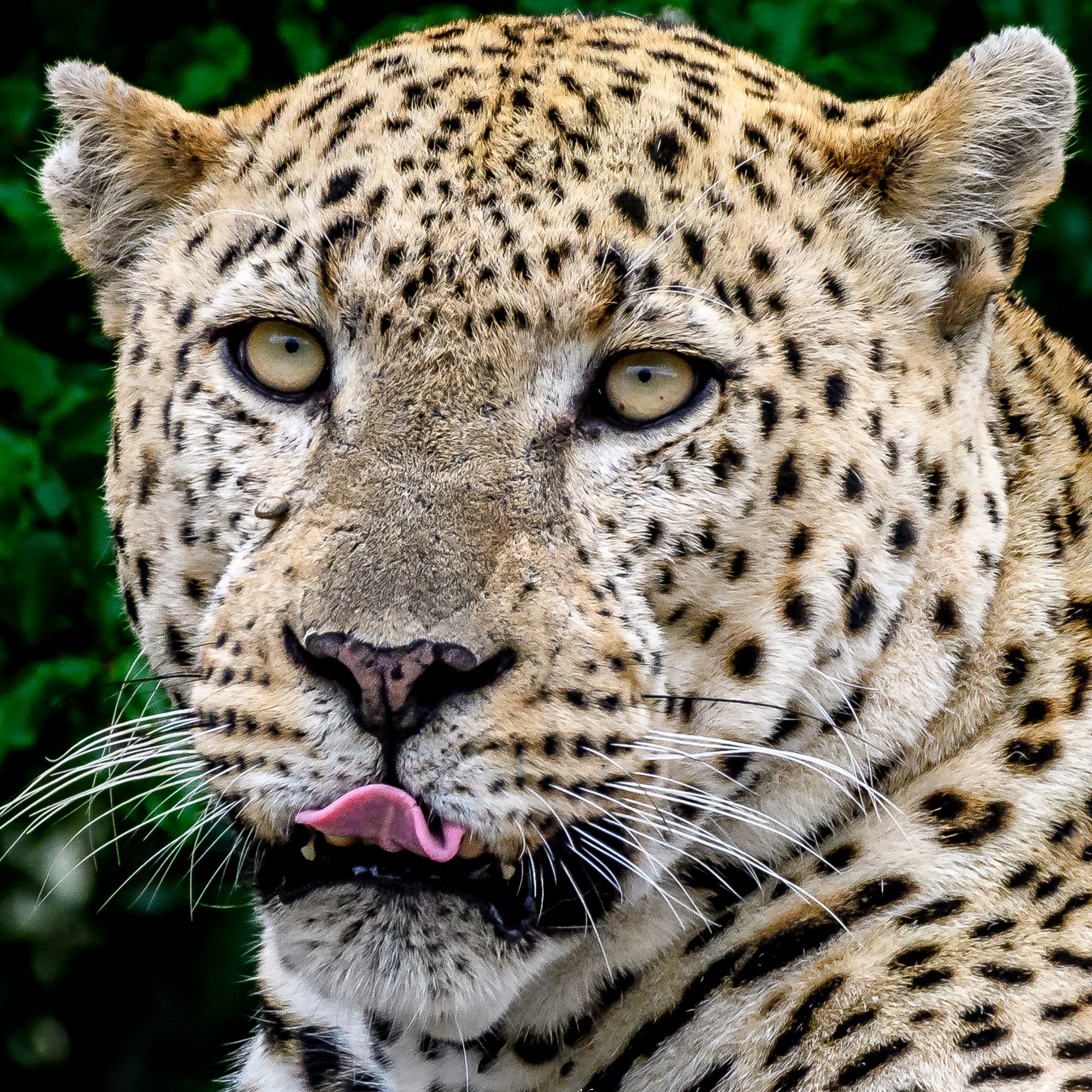 The Best East Africa Safari Specialist