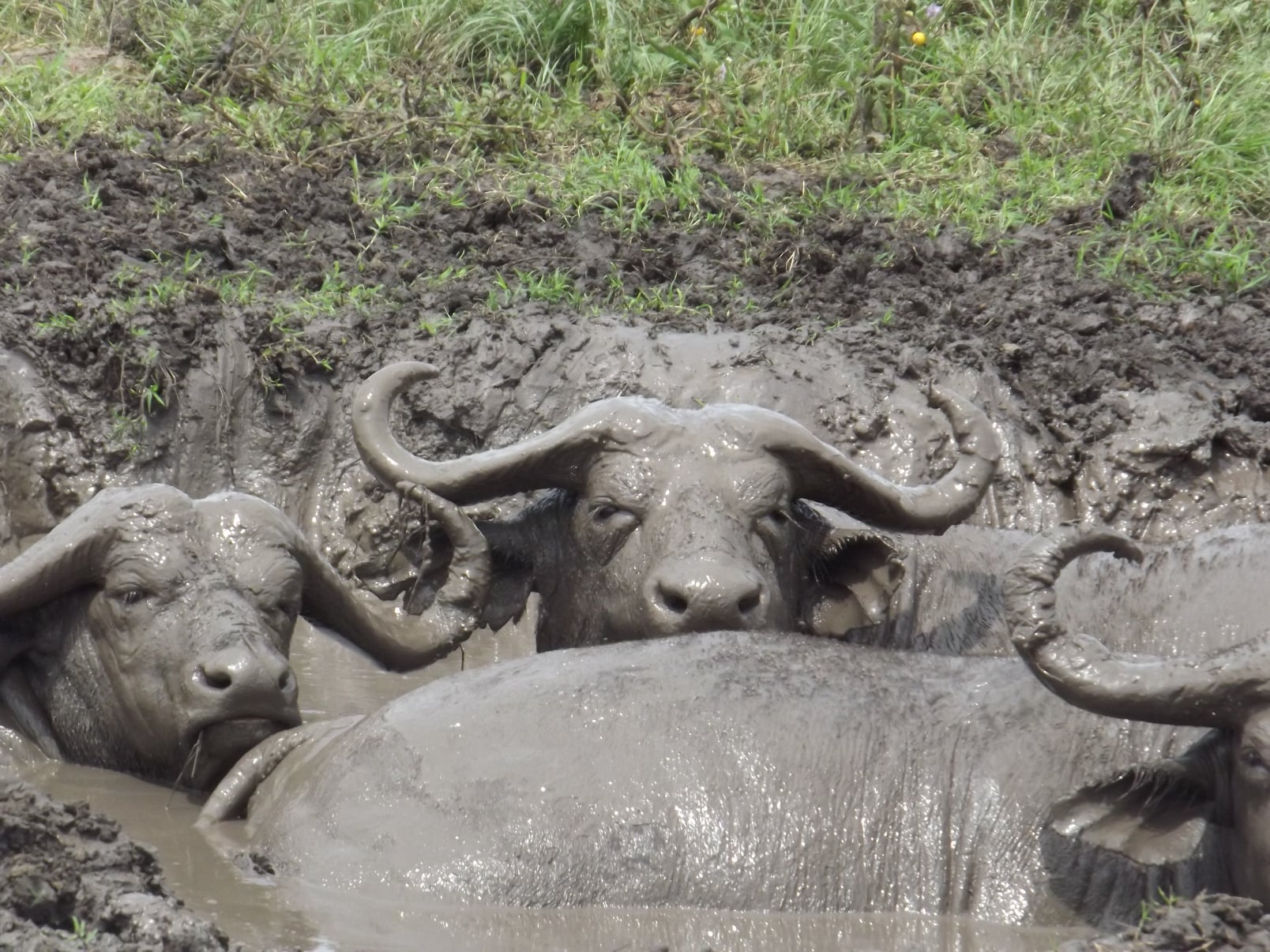 The Best East Africa Safari Specialist