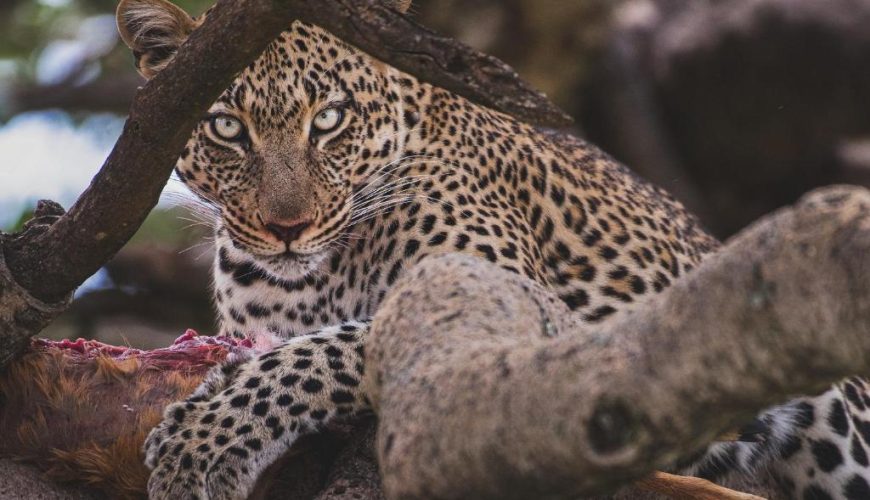 The Best East Africa Safari Specialist