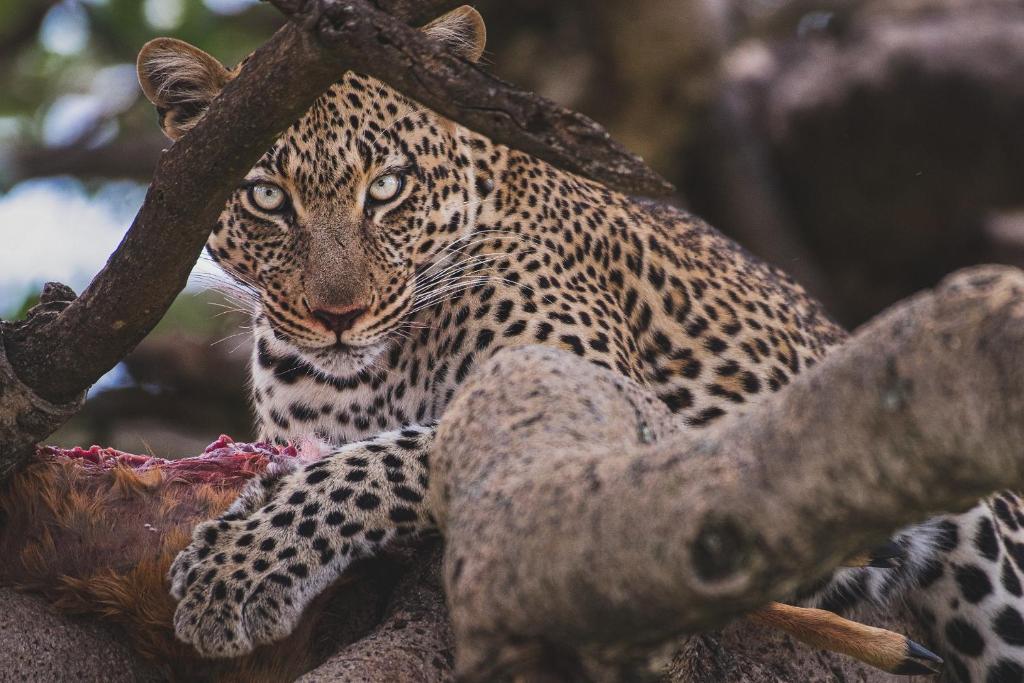 The Best East Africa Safari Specialist