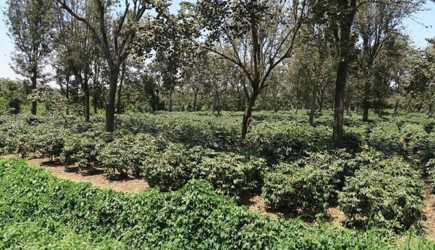 The Best East Africa Safari Specialist