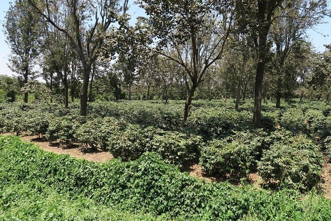 The Best East Africa Safari Specialist