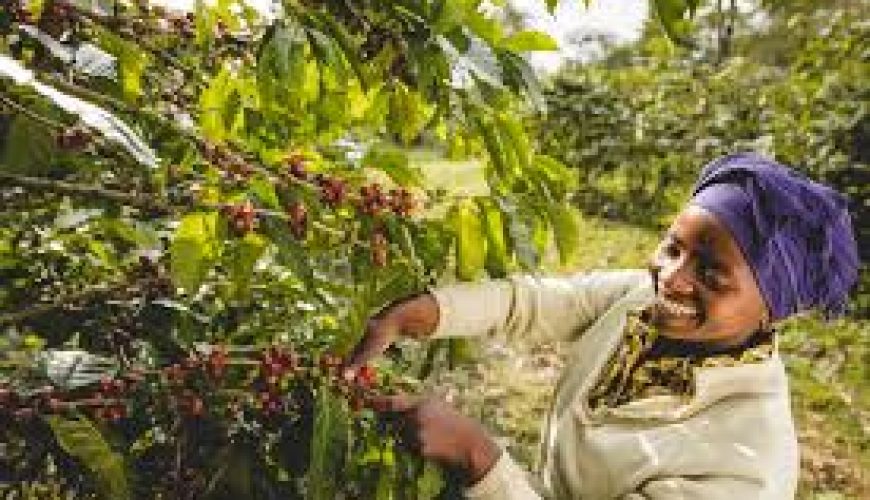 The Best East Africa Safari Specialist