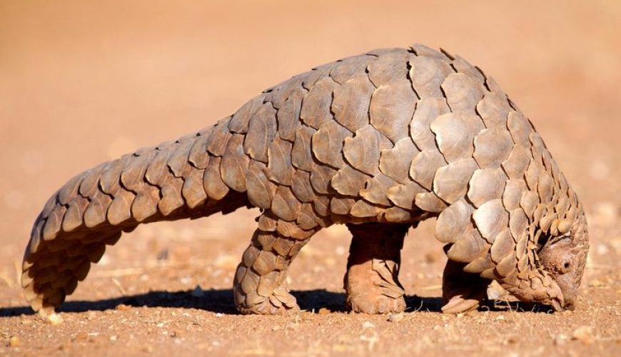 The Best East Africa Safari Specialist