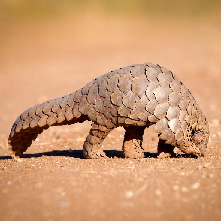 The Best East Africa Safari Specialist