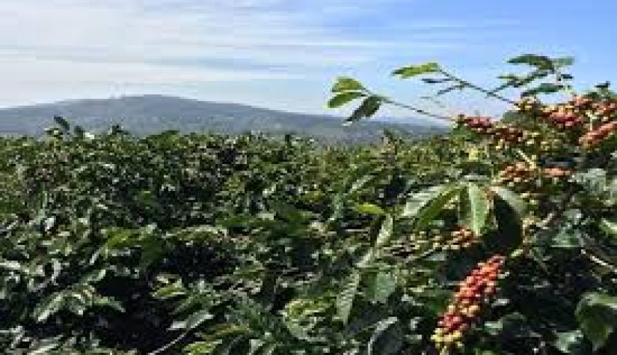 The Best East Africa Safari Specialist